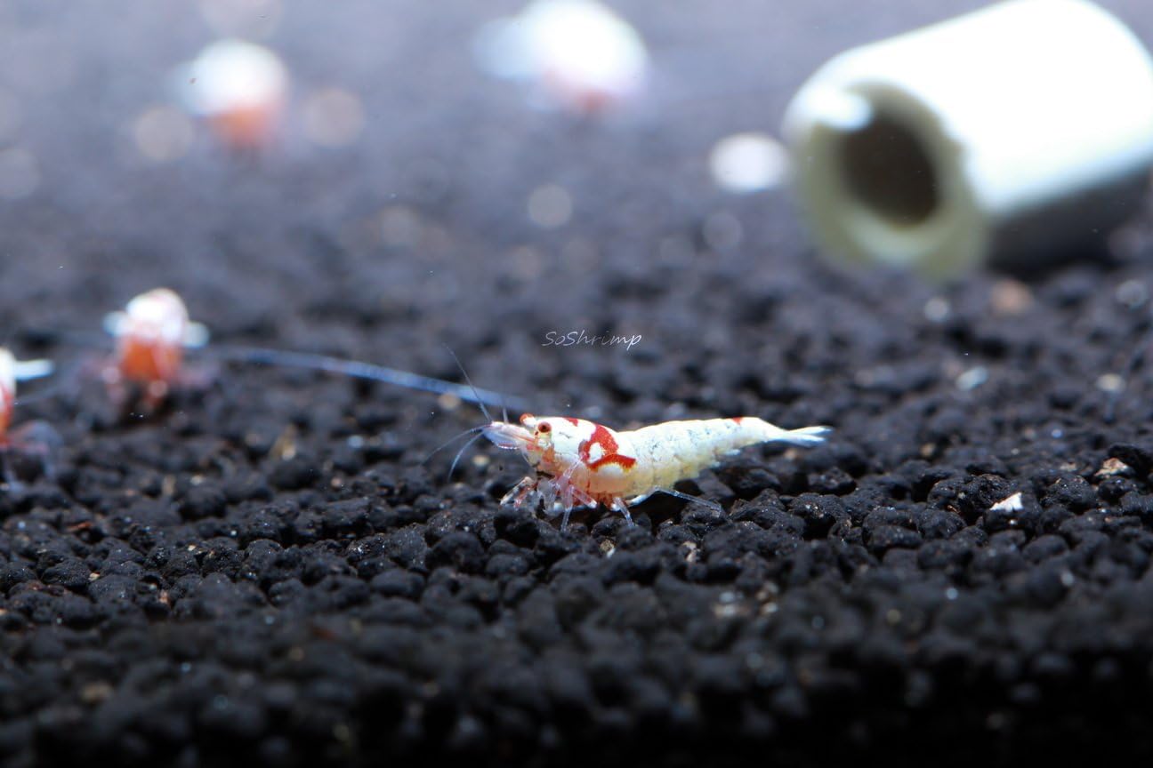 Live Freshwater Aquarium Shrimp - Caridina (Crystal Red Shrimp S-SSS Grade, 5 Pack)