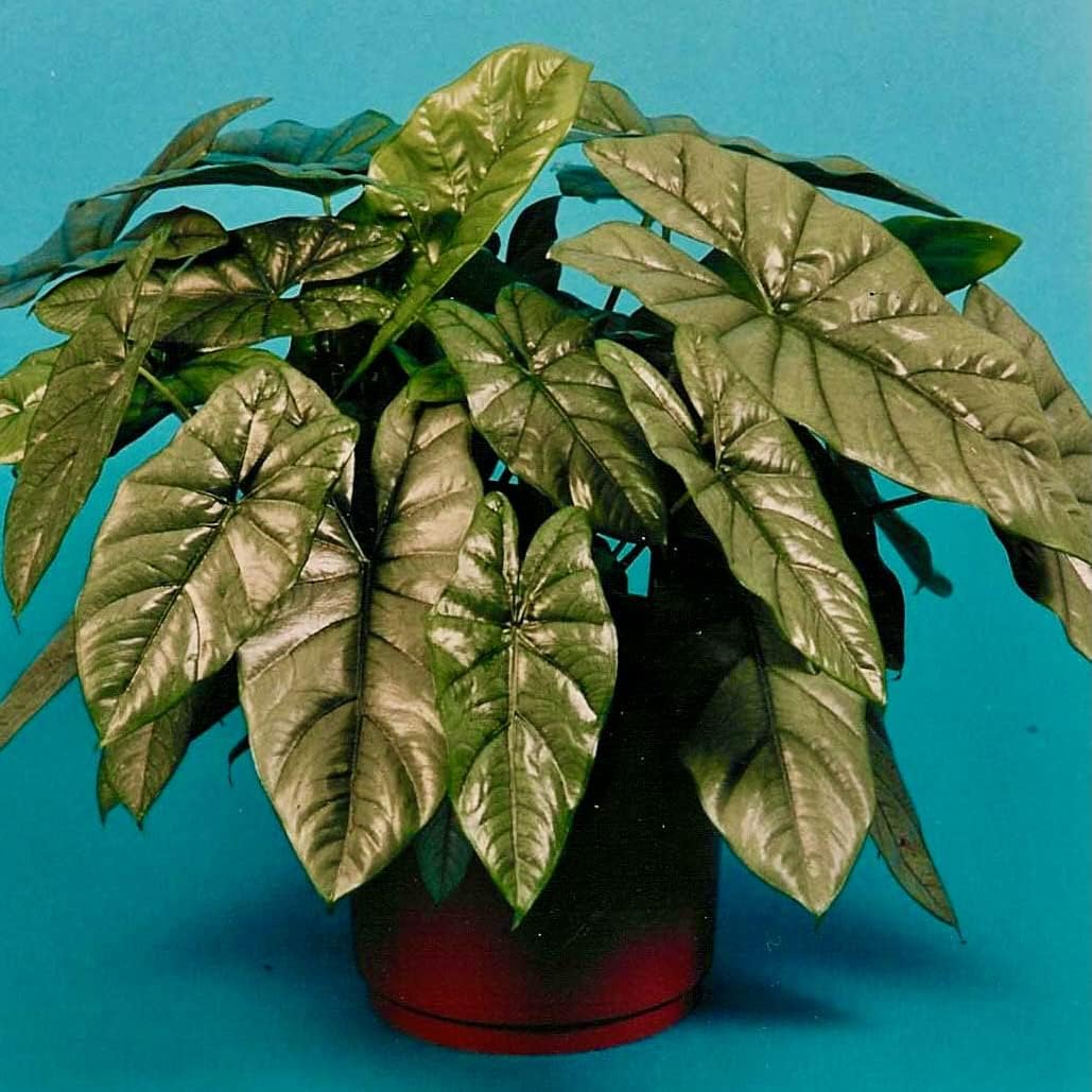 Stingray Elephant Ear Live Plant - Alocasia stringray by Wellspring Gardens - Alocasia - Unique Foliage - Versatile Plant - Tropical Plant