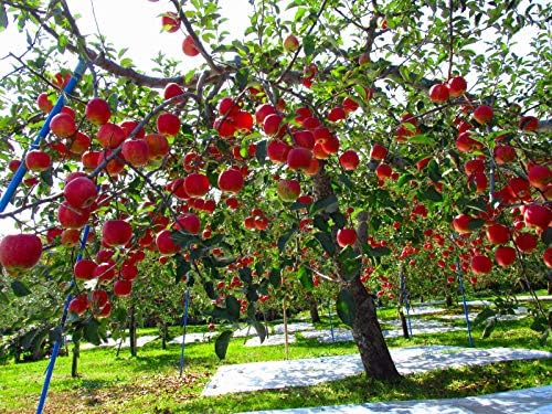 Fuji Apple Tree - Grow Fresh Fruit - Live Plant Shipped 3 Feet Tall by DAS Farms