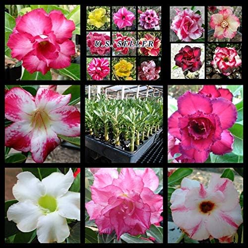 Desert Rose Seeds Mixed Colors Adenium Obesum 100 Pack Single and Multi Colored Flowers