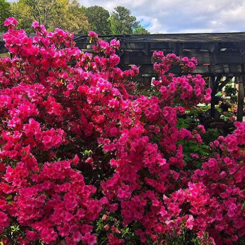 Nelson Plant Food for All Acid Loving Plants In Ground Container Patio Food Huge Blooms Azalea Jasmines Roses Camellias Gardenias NutriStar 9-13-11 (4 lb.)