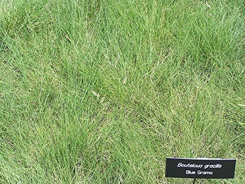 1000 Blue GRAMA Grass Gramma Bouteloua Gracilis Flower Mosquito Grass Seeds