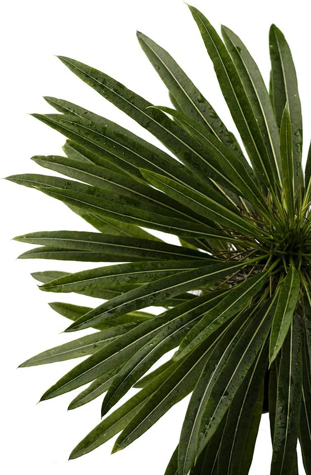 American Plant Exchange Live Madagascar Palm Tree, Plant Pot for Home and Garden Decor, 4" Pot