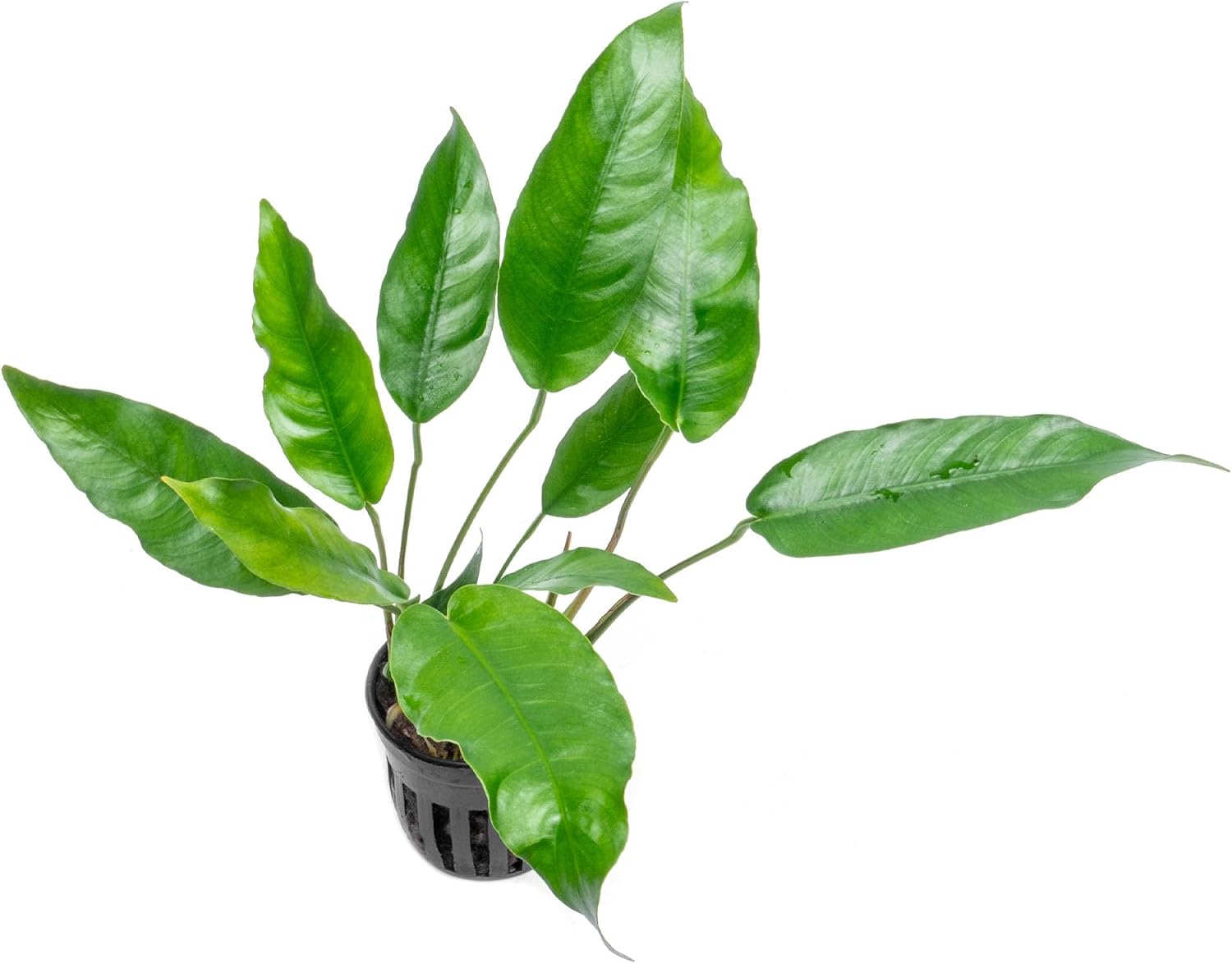Anubias Nana Live Aquarium Plants - Potted Freshwater Plant for Fish Tanks, Terrariums - Beginner Friendly Low Light (1 Pot)