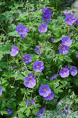 2 Geranium,(Plant/bareroot Perennial) Blue,Large flowers, compact plant.