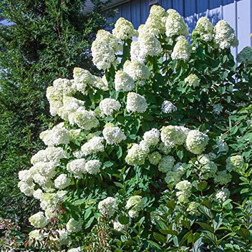 Limelight Proven Winner Hydrangea in a 4 inch Pot - A Truly Stunning Summer Blooming Hydrangea that has Flowers that Grow from Green to White to a