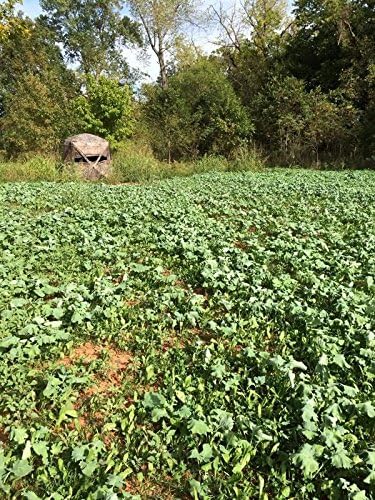 Evolved Harvest 7 Card Stud Adaptive Food Plot Seed - Full Season High-Protein & Minerals Forage for Deer