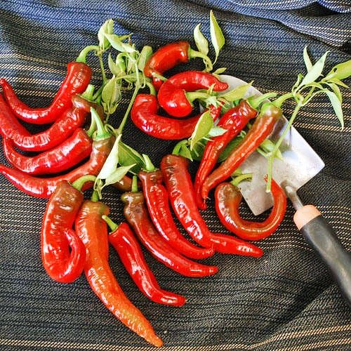 30 Italian Jimmy Nardello's Sweet 12 in. Long Pepper Seeds Heirloom Non-GMO | Prolific, Juicy, Delicious From USA Capsicum annuum