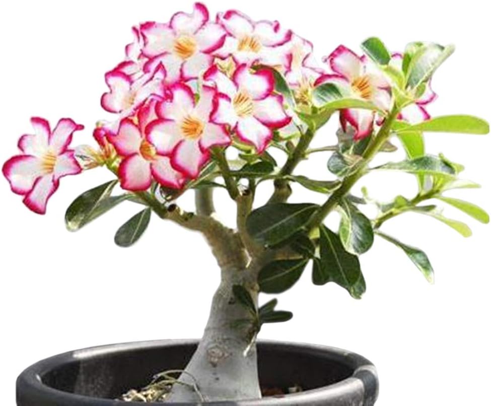 Desert Rose， Adenium Obesum one Year Plant ， Baby Size Bonsai Caudex (1 Rose)