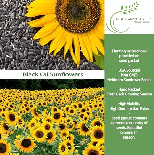 Black Oil Sunflower Seeds (Helianthus annuus) – 150+ Non GMO & Heirloom Seeds by Isla’s Garden Seeds