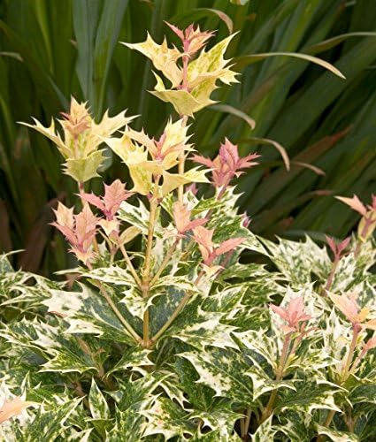 Goshiki Variegated Tea Olive (osmanthus) - Live Plant - Quart Pot
