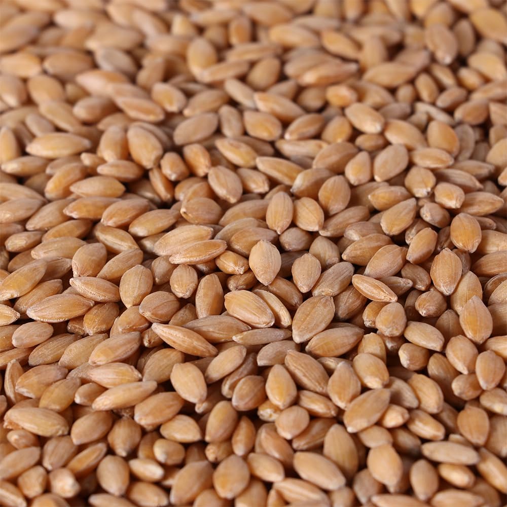 Organic Einkorn Wheat Berries - 3lbs