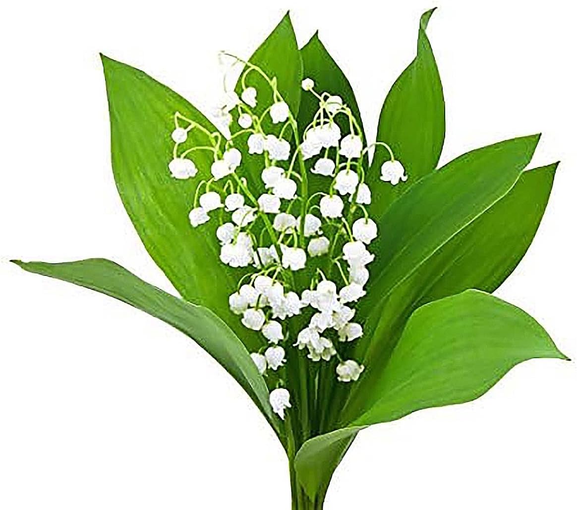 10 Very Large, Plump Lily of The Valley Plant Pips with Roots - Blooms in May