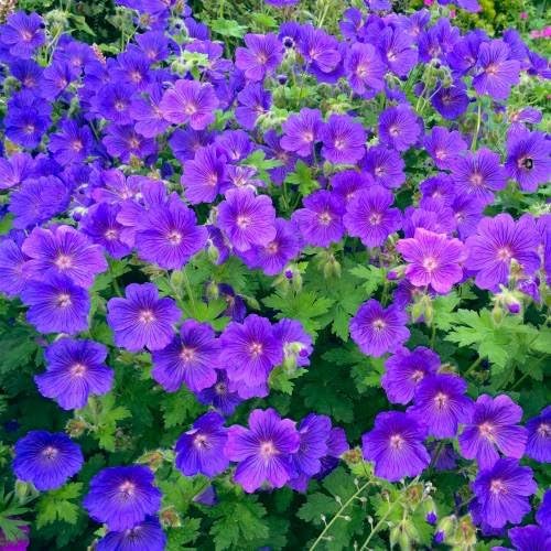2 Geranium,(Plant/bareroot Perennial) Blue,Large flowers, compact plant.