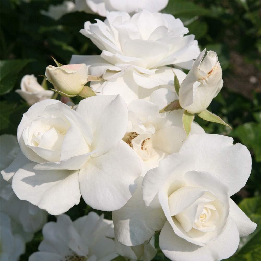 Heirloom Shrub Roses, Live Own Root Plant, Iceberg®