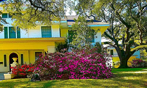 Nelson Plant Food for All Acid Loving Plants In Ground Container Patio Food Huge Blooms Azalea Jasmines Roses Camellias Gardenias NutriStar 9-13-11 (4 lb.)
