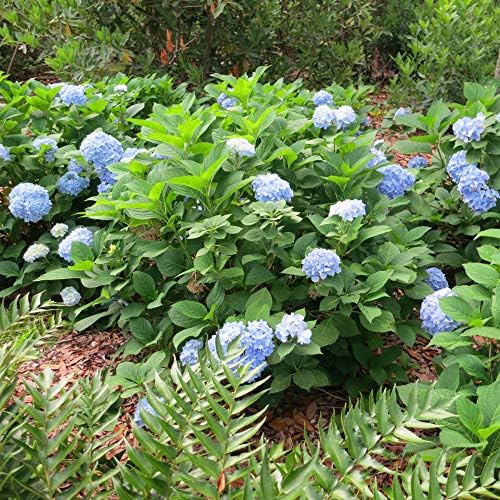 Perfect Plants Penny Mac Hydrangea, 3 Gallon, Flowering Shrub