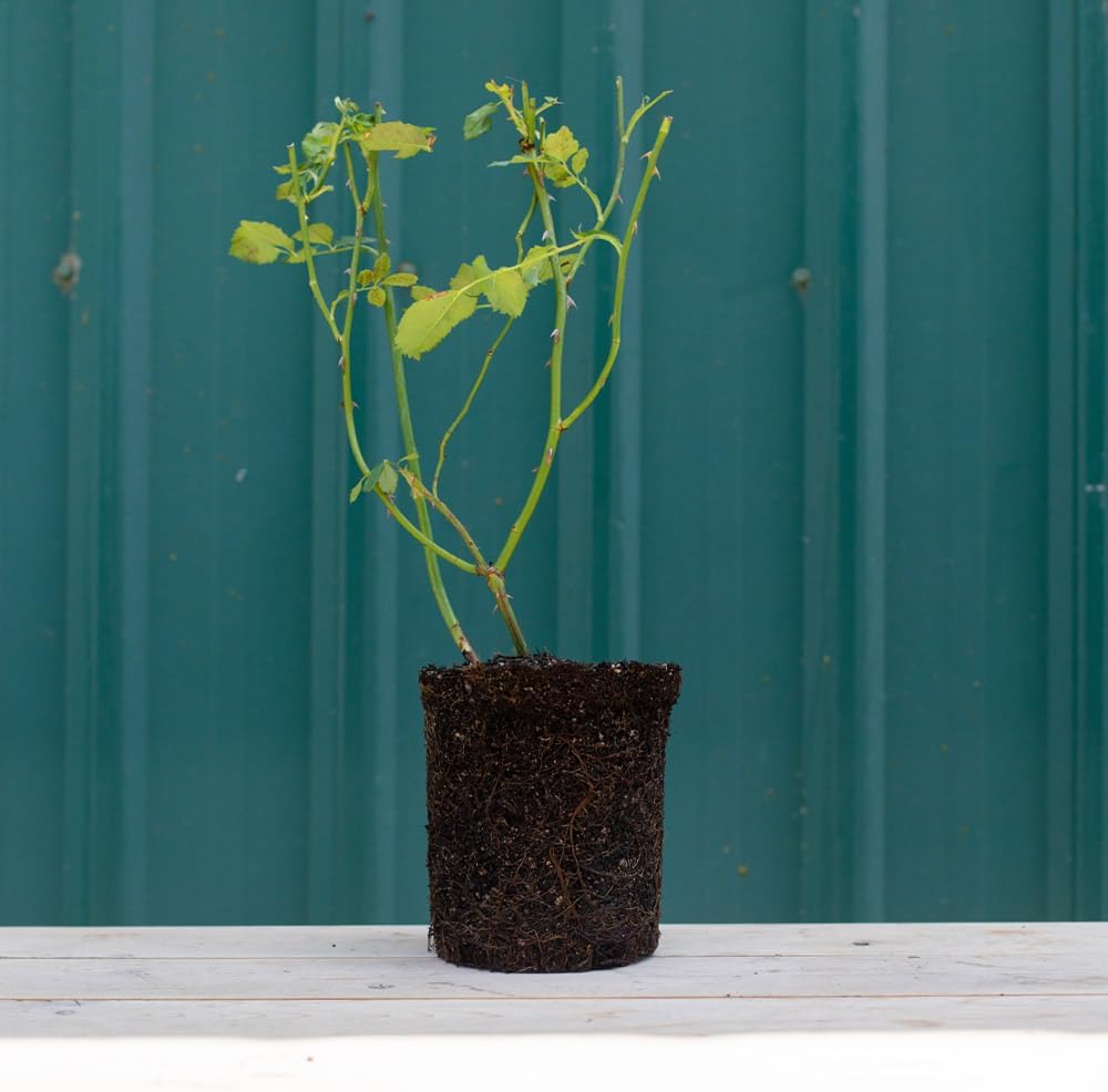 Heirloom Shrub Roses, Live Own Root Plant, Top Gun