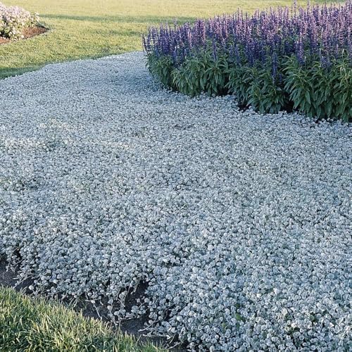 Outsidepride Perennial Dichondra Repens Seeds - 2 lbs Dense Green, Low-Maintenance Ground Cover Seeds for Planting, Ideal Lawn Alternative in Sun or Shady Areas & Erosion Control in USDA Zones 8-11
