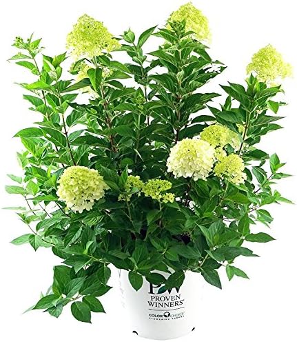 First Editions - Hydrangea pan. Vanilla Strawberry (Panicle Hydrangea) Shrub, white/pink/red flowers, #3 - Size Container
