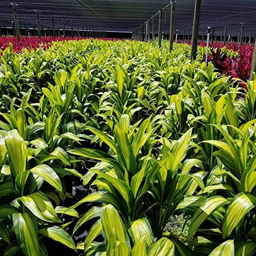 HAWAIIAN GREEN TI LEAF PLANT 2 LOGS ~ GROW HAWAII