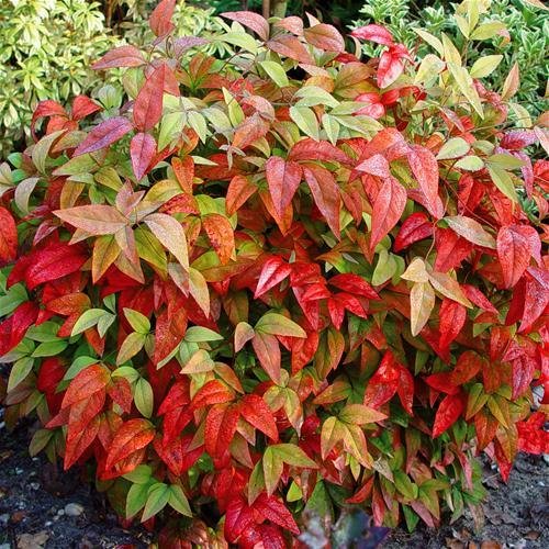 Firepower (Dwarf) Nandina Heavenly Bamboo - Live Plant - (2.5 QT)