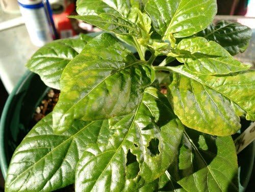 Live Plant- Aji Dulce #2 Pepper (3 plants),Venezuelan Heirloom,Sweet,Flavorful -Rare