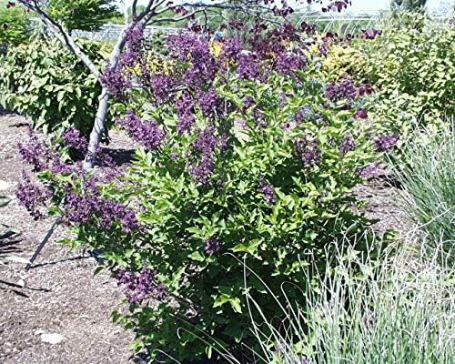 Proven Winners - Syringa x Bloomerang Dark Purple (Reblooming Lilac) Shrub, dark purple flowers, #3 - Size Container