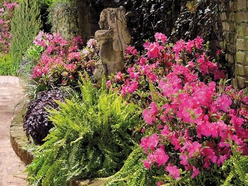 Encore Azalea Autumn Sangria (1 Gallon) Pink Flowering Shrub - Full Sun Live Outdoor Plant