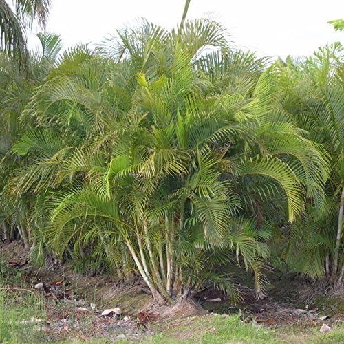 Areca Palm Seeds (Dypsis lutescens) 10 Seeds | perennial palm; tree or shrub grown for landscape, container or specimen use; USDA zones 10-11.