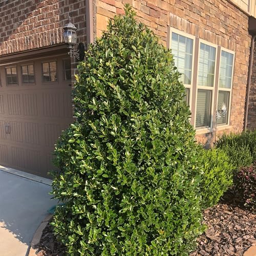 Southern Living 3 Gal. Oakland Holly Shrub