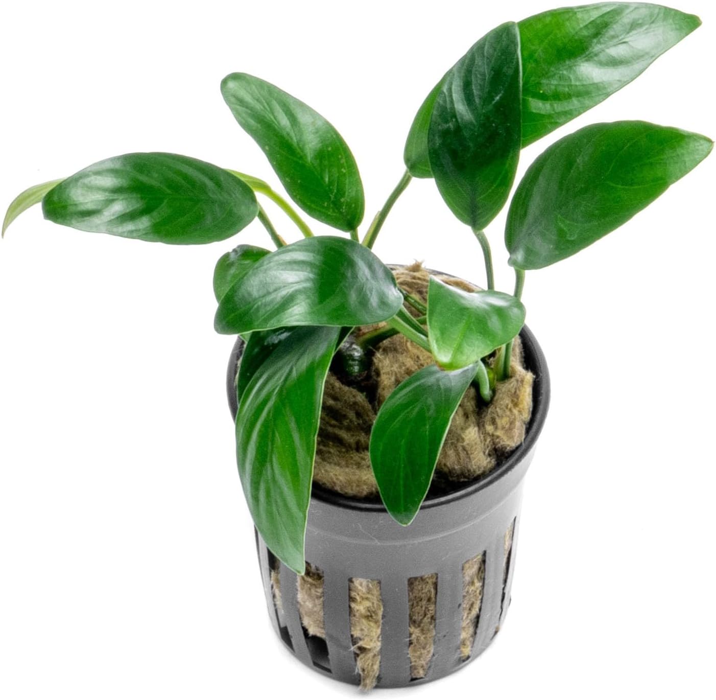 Anubias Nana Live Aquarium Plants - Potted Freshwater Plant for Fish Tanks, Terrariums - Beginner Friendly Low Light (1 Pot)