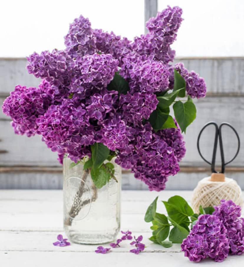 Old Fashioned Lilac Bushes Live Plants (2 Pack) – 14–24” Tall - Syringa vulgaris – Fragrant Lavender Purple Flowers – Hardy Flowering Shrubs
