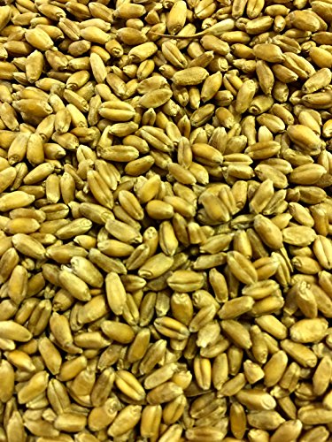 Thunder Acres Wheat Seed, Glysophate Free, Non GMO, Wheatgrass, Hard Red Winter Wheat Berries (10 lbs.)