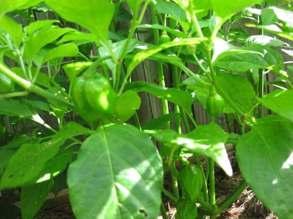 Sweet Pepper "Aji Dulce # 2"-(20 Seeds)Venezuelan Heirloom,Sweet,Flavorful -Rare
