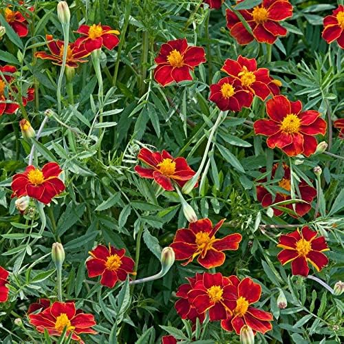 Park Seed Whopper Mix Marigold Flower Seeds – Giant 4-Inch Double Blooms in Yellow, Gold & Orange, Compact and Weather-Resistant Plants, Easy to Grow for Beds or Containers – Pack of 25