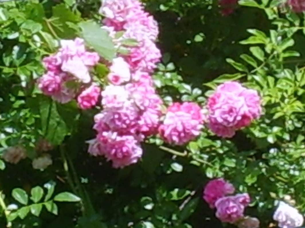 Seven Sisters Climbing Rambler Rose - Antique Heirloom Rosa Hybrid - Live Plant - Fragrant Spring Bloom - Double Pink Flower - Emerald Goddess