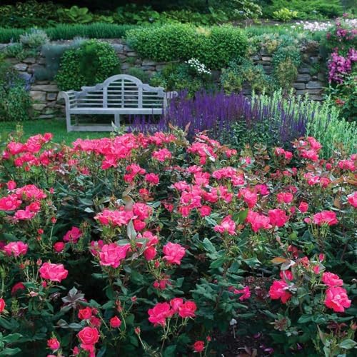 Brighter Blooms - Double Pink Knock Out® Rose Shrub, 1 Gallon - No Shipping to AK, AZ, HI