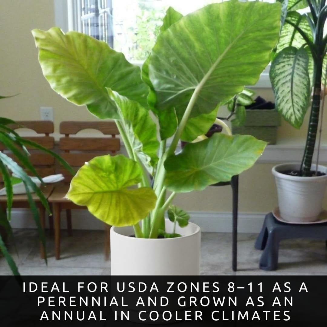 Giant Elephant Ear (3 Bulbs) Colocasia Esculenta - Beautiful Bulbs,tropical