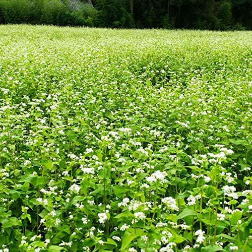 Mountain Valley Seed Co Buckwheat Seeds - 25 Lb Bulk ~300,000 Seeds