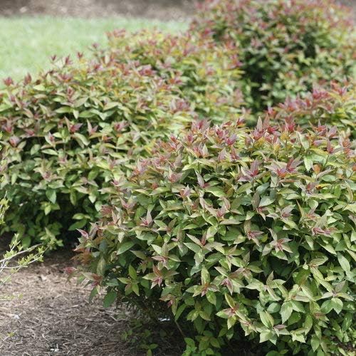 Proven Winners - Spiraea jap. Double Play Gold (Spirea) Shrub, , #3 - Size Container