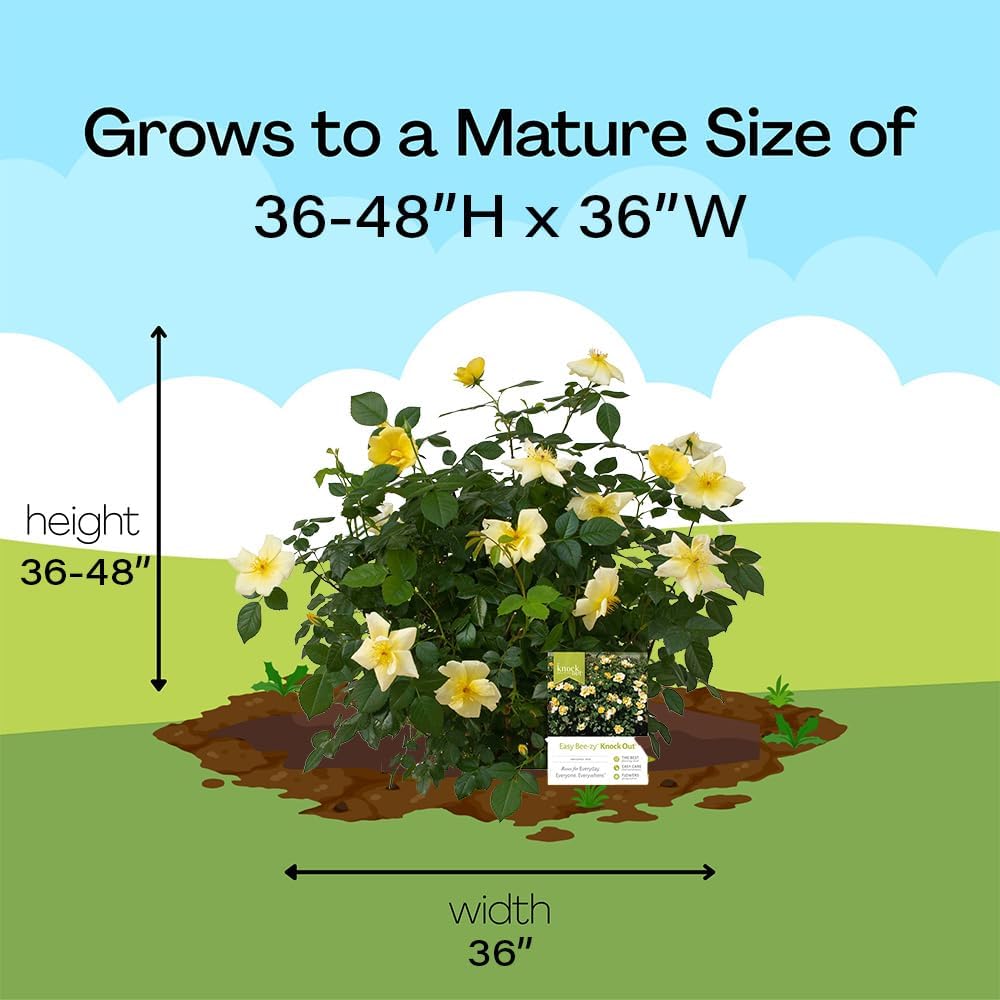 1 Gallon Easy Bee-zy Knock Out Rose