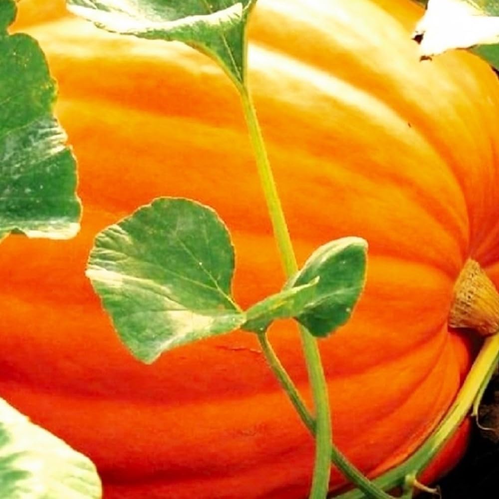 20 Big Max Pumpkin Seeds for Planting Non GMO Heirloom Seeds Fresh Garden Seed