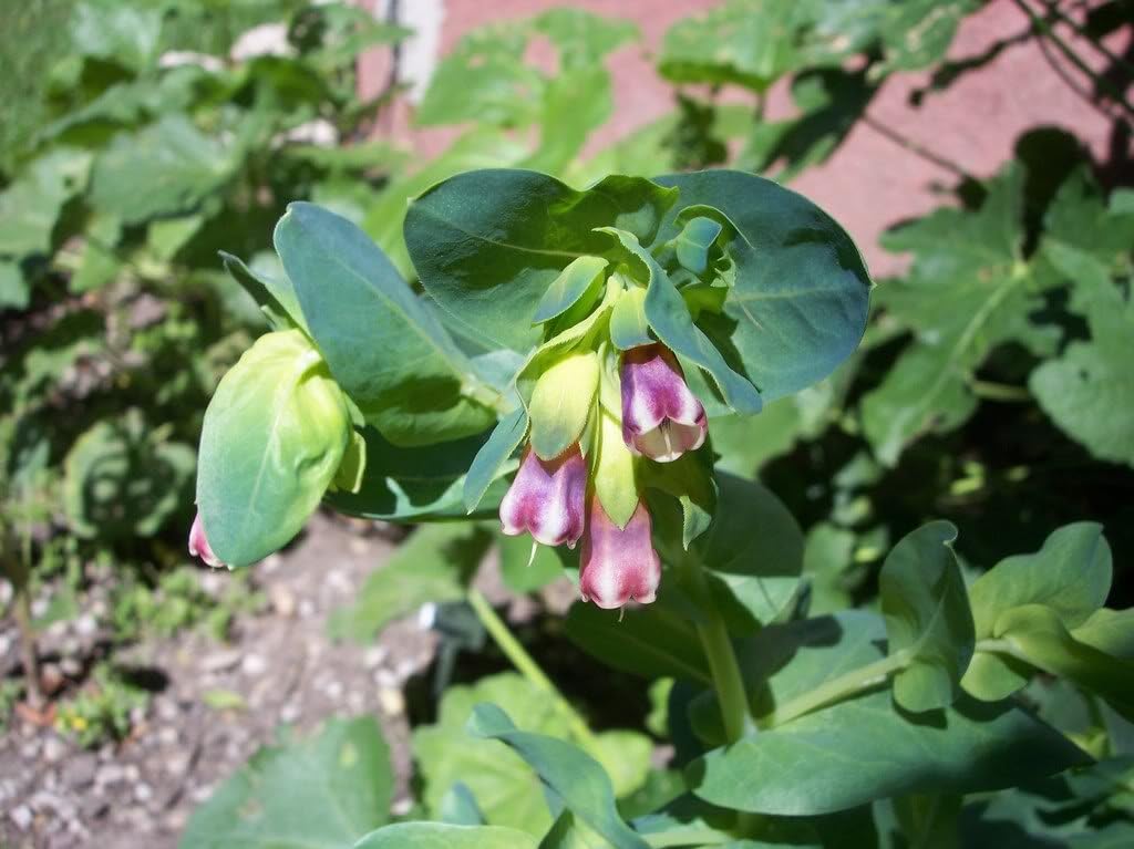 10 Blue Shrimp Plant/Honeywort/Blue Wax Cerinthe Major Flower Seeds