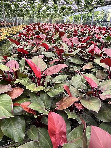 Peter's 20-20-20. 2 Pounds. General Purpose Water Soluble Fertilizer with Micro Nutrients.