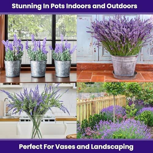 NatureZ Edge1500 English Lavender Seeds for Planting Outdoors or Indoors, 90% Germination, Lavender Plants, Non-GMO, Heirloom Herb Seeds (1 Pack)