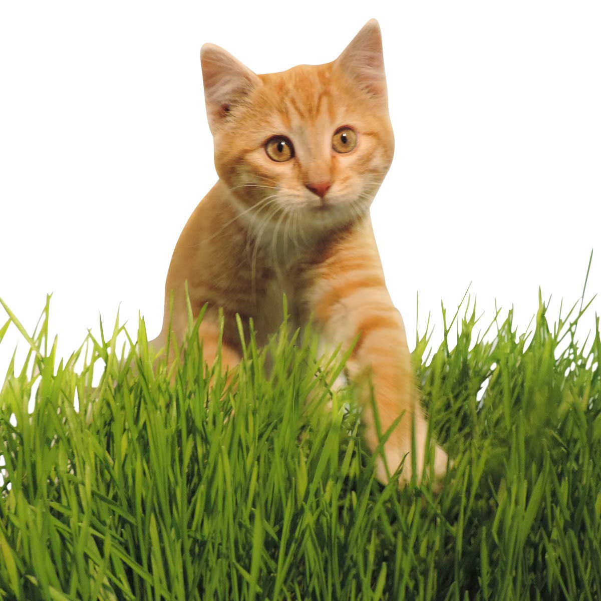 Thunder Acres Wheat Seed, Glysophate Free, Non GMO, Wheatgrass, Hard Red Winter Wheat Berries (10 lbs.)
