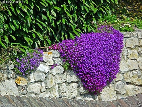 250 Aubrieta Seeds - Cascade Purple Flower Seeds, Perennial, Deer Resistant !
