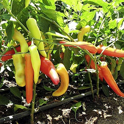 30 Hungarian Sweet Banana Wax Sweet Pepper Seeds Heirloom Non-GMO from USA | Prolific, Spicy, Delicious, Capsicum annuum