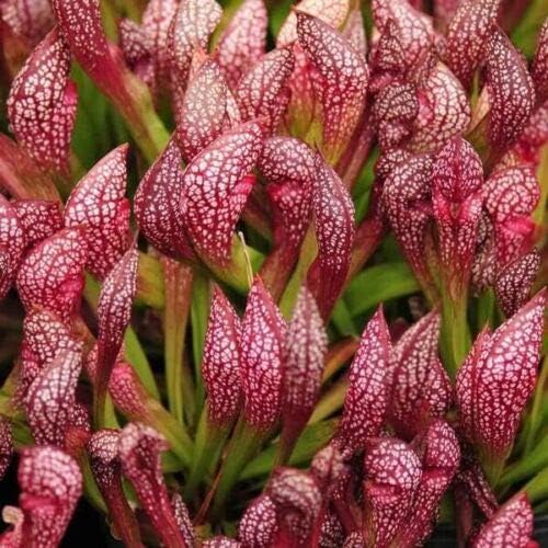 Live Carnivorous Pitcher Plant Sarracenia x ‘Scarlet Belle’ - Bare Root Rhizome